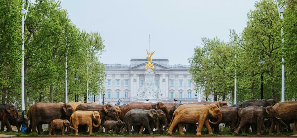 A herd of life-size elephant sculptures in front of Buckingham Palace.